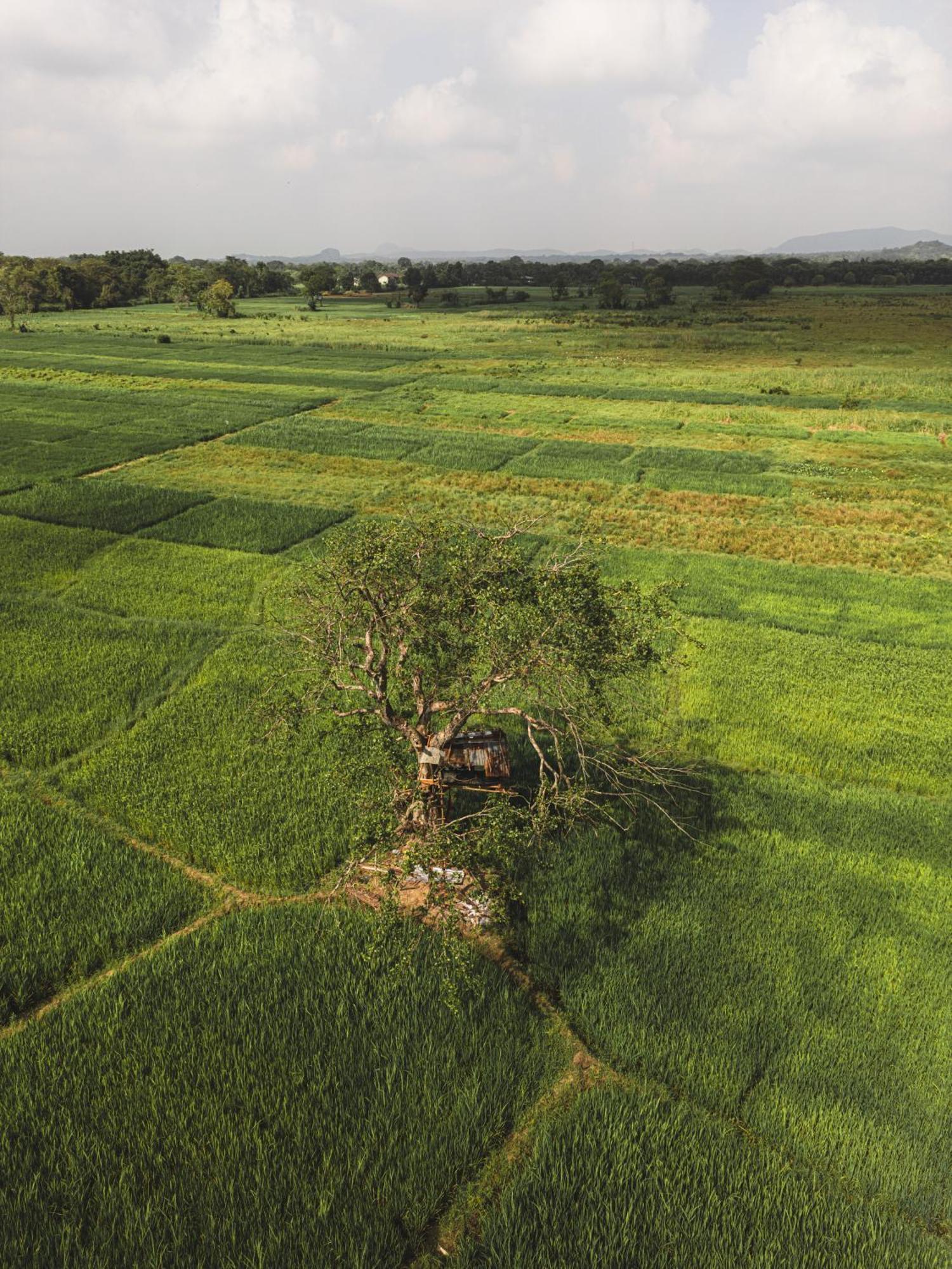 Sundaras Sigiriya Jungles Caves Resort 丹不拉 外观 照片