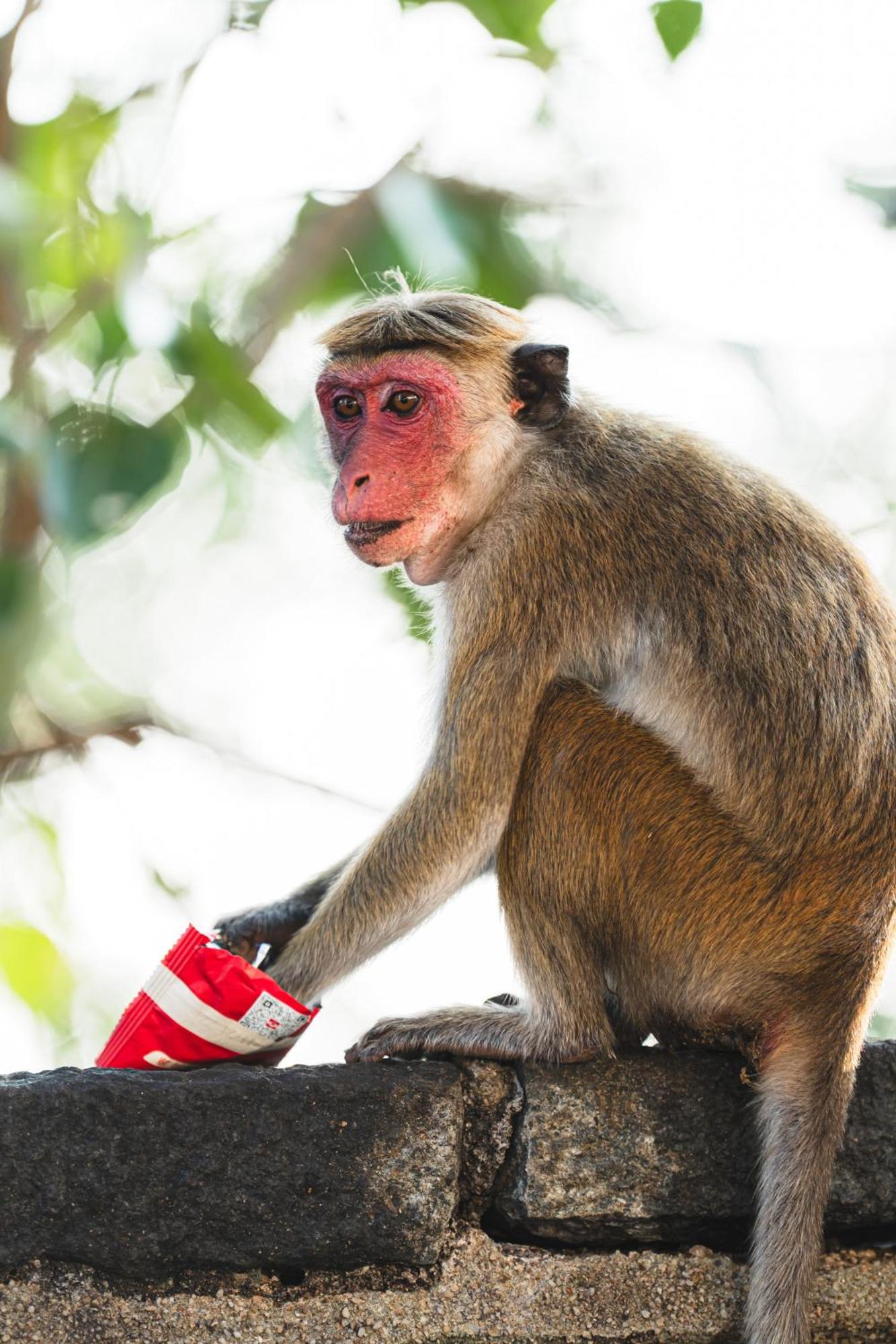 Sundaras Sigiriya Jungles Caves Resort 丹不拉 外观 照片